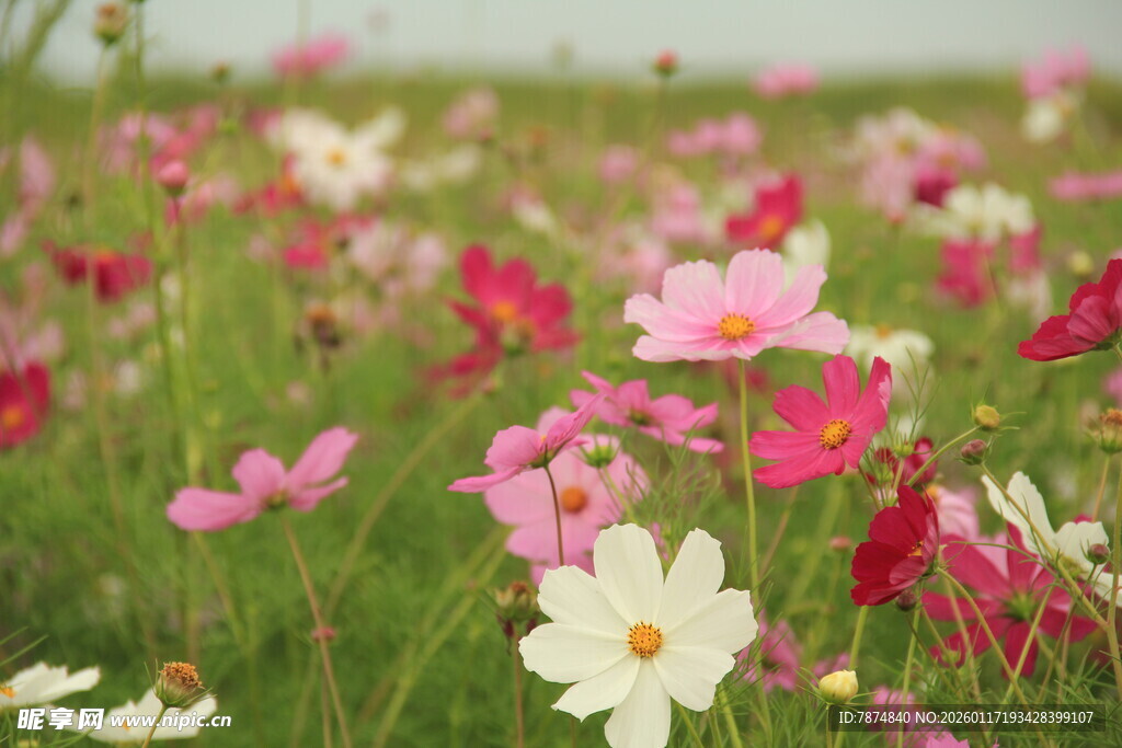 缤纷格桑花绽放原野