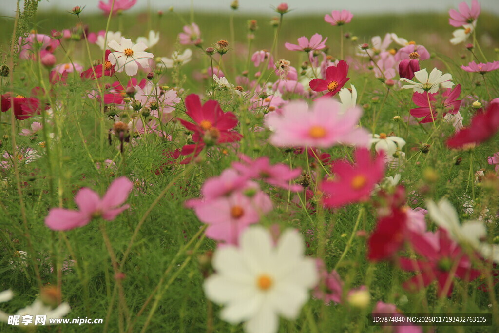 绚烂格桑花海