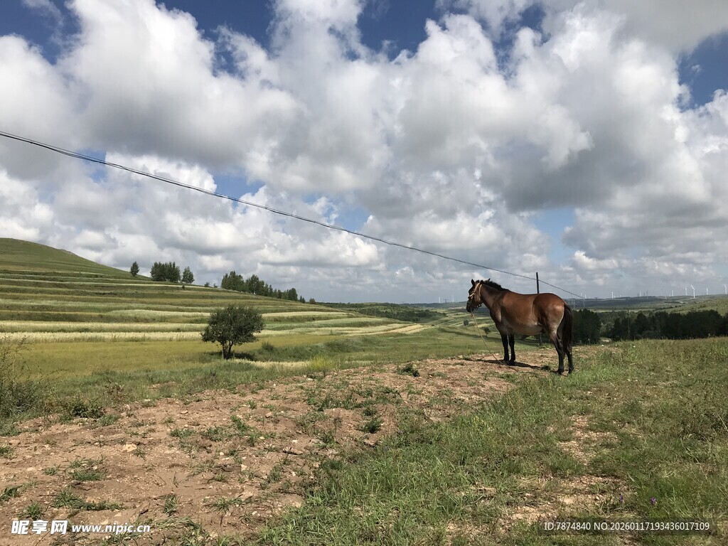 草原骏马 蓝天白云美景