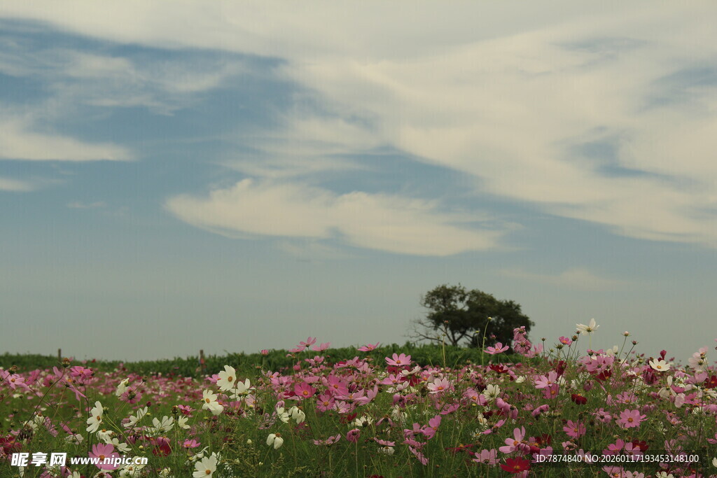 花海中孤树 梦幻田园景