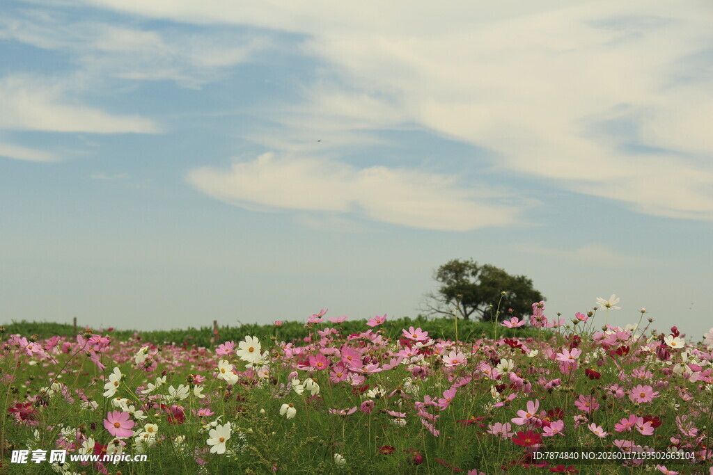 花海中的孤树