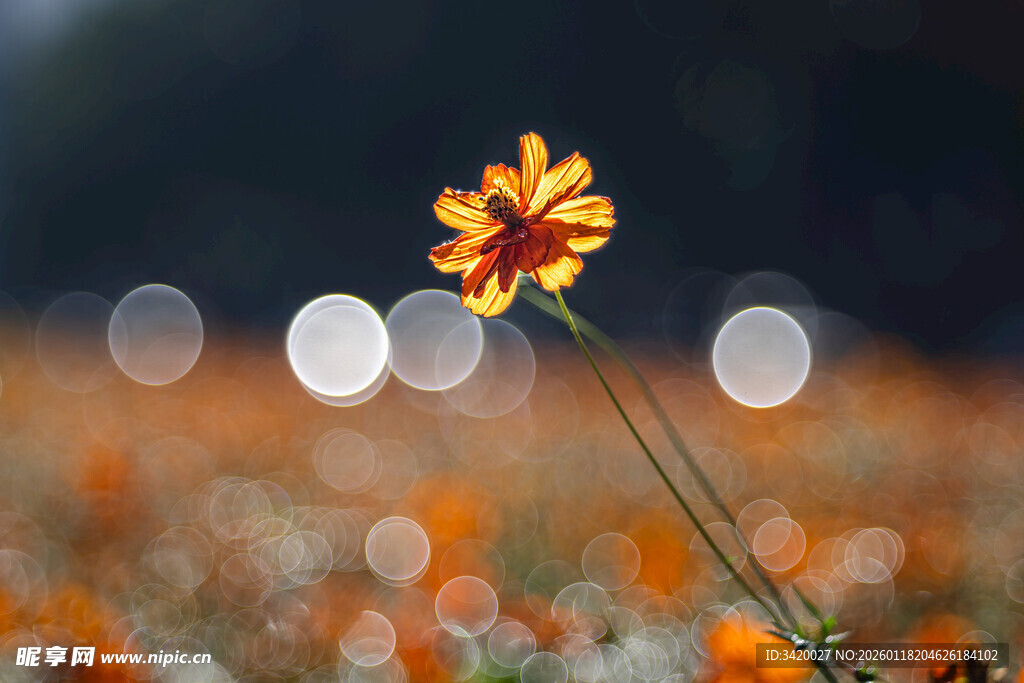 田野中绽放的艳丽单朵小花