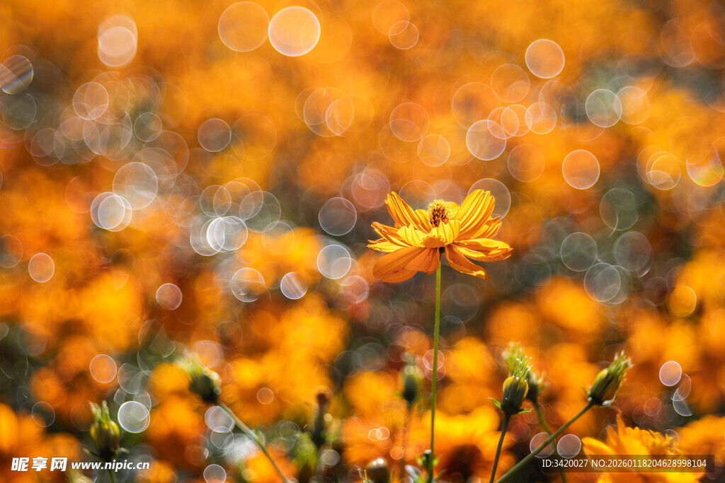 灿烂橙花绽放美好瞬间