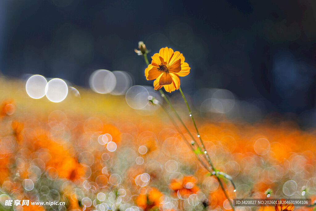 田野中的灿烂黄色小花