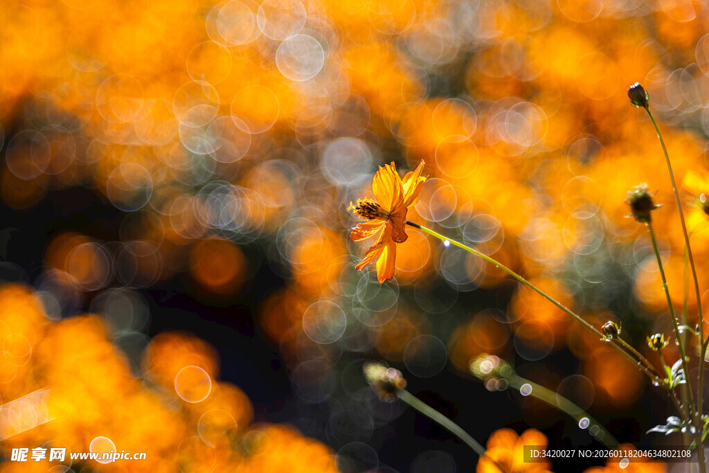 金黄灿烂的美丽野花