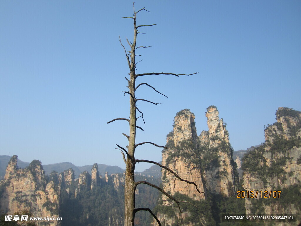 张家界奇峰与枯树景观