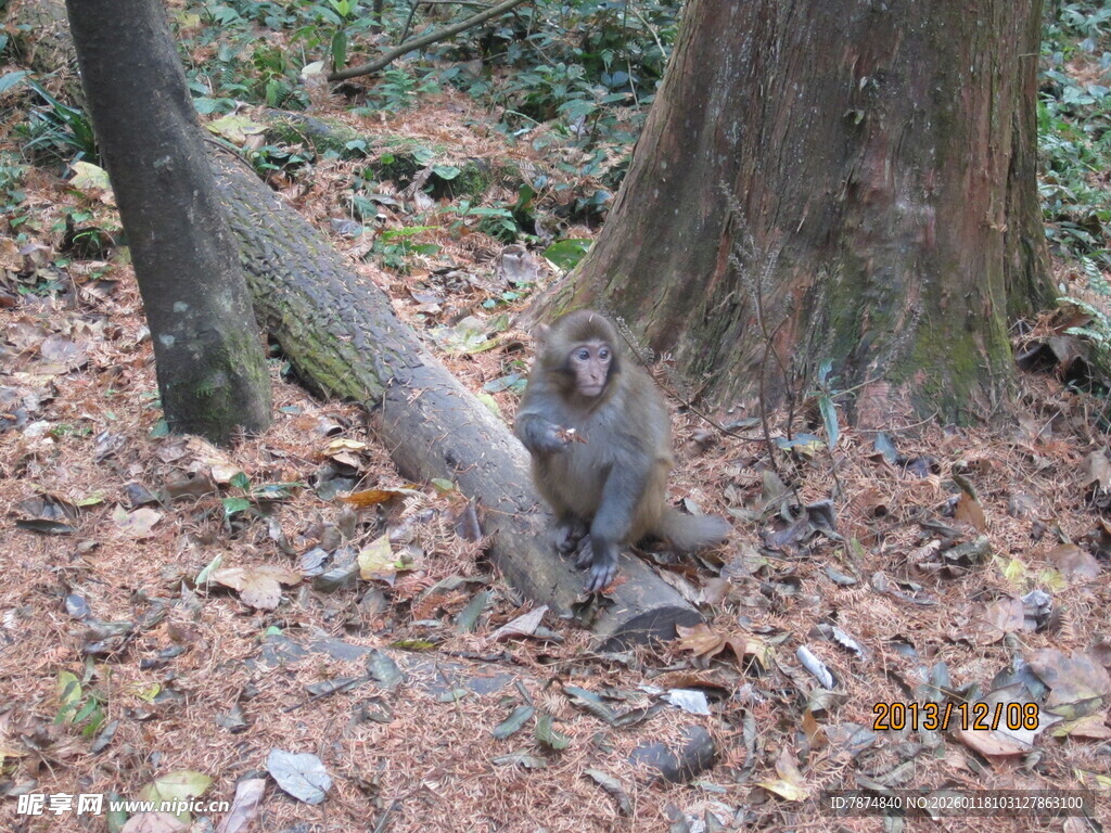 林间猴子独坐
