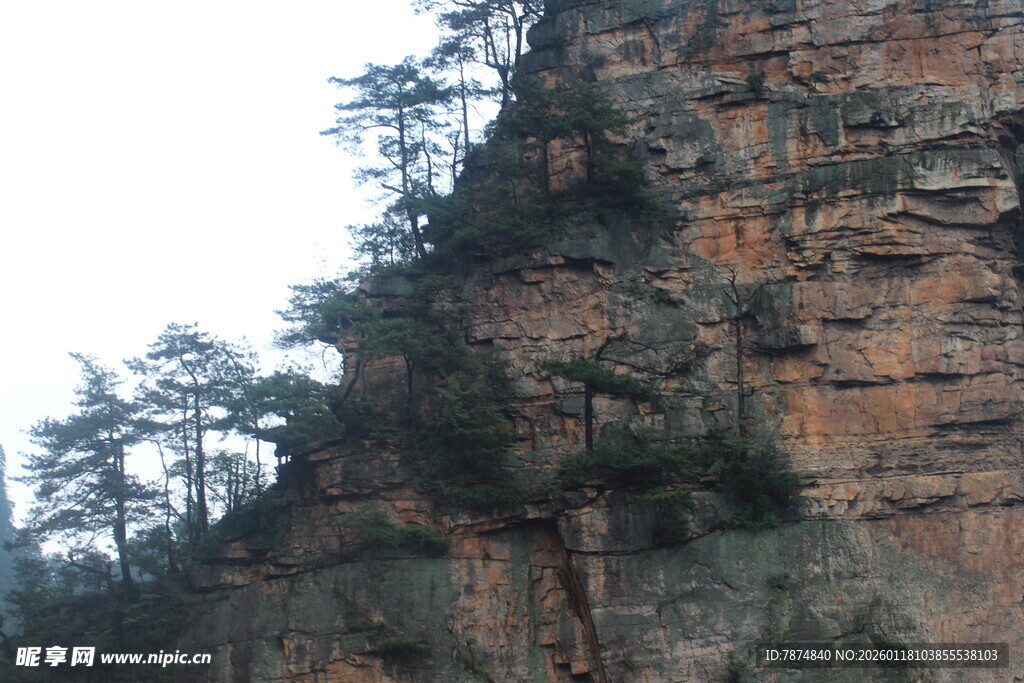 陡峭山崖上的翠绿树木