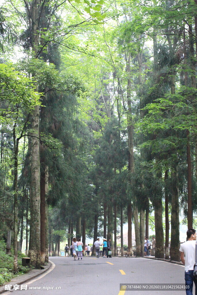 林荫小道上的漫步场景