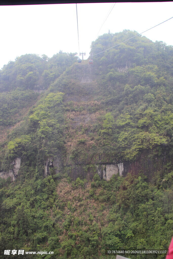 绿意盎然的山林景致