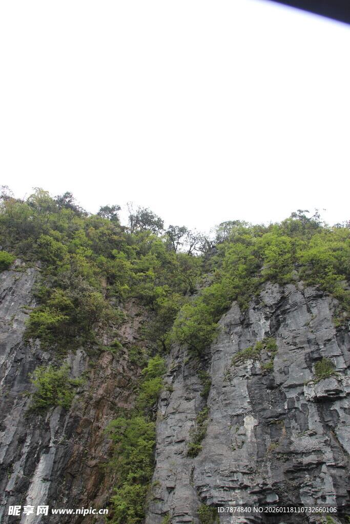 陡峭山崖上的繁茂植被