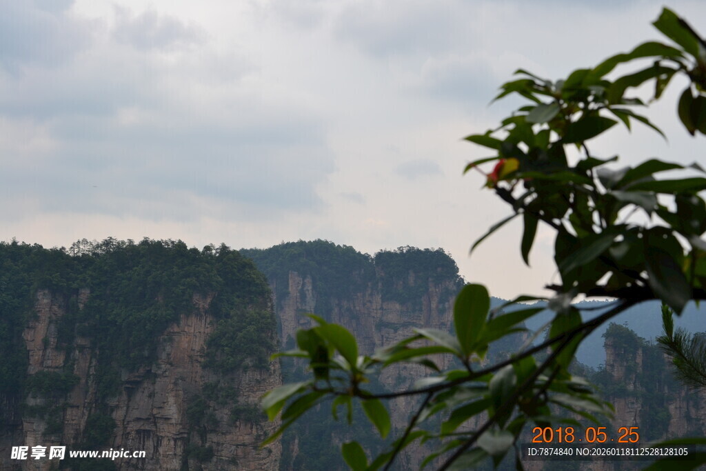 张家界奇峰与前景绿植