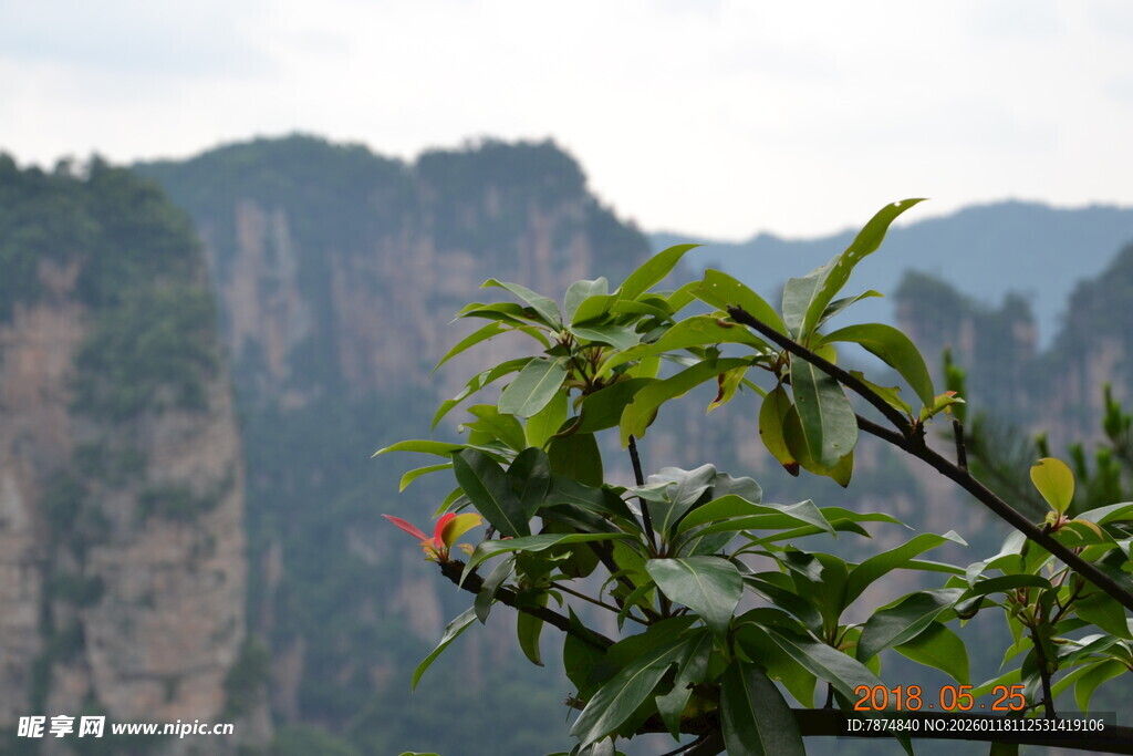 张家界景色中翠绿枝叶特写