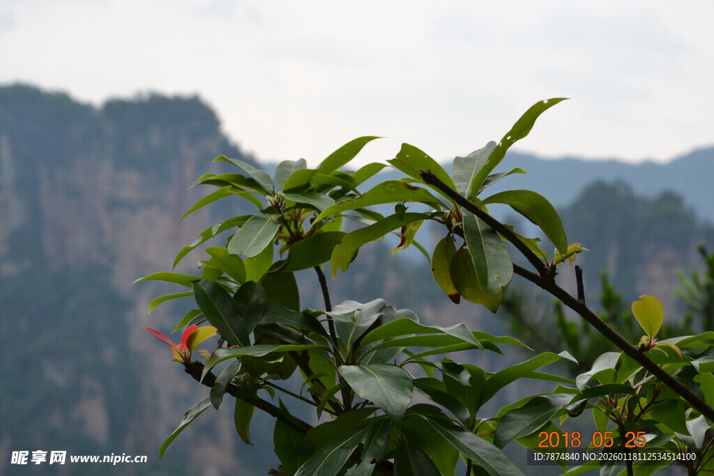 山间绿植与远处山峦