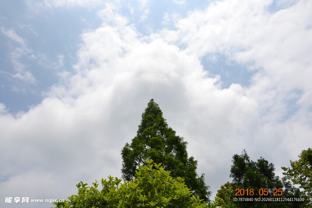 蓝天白云下的葱郁树木