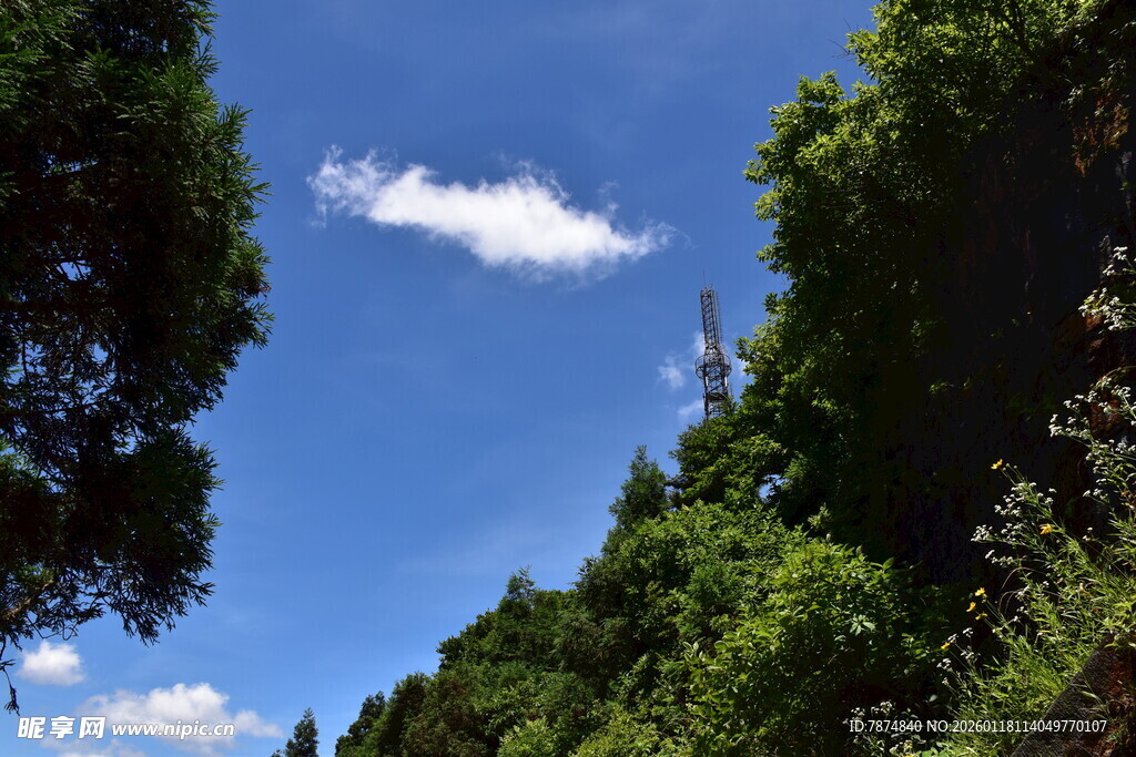 蓝天绿树间的清新景致
