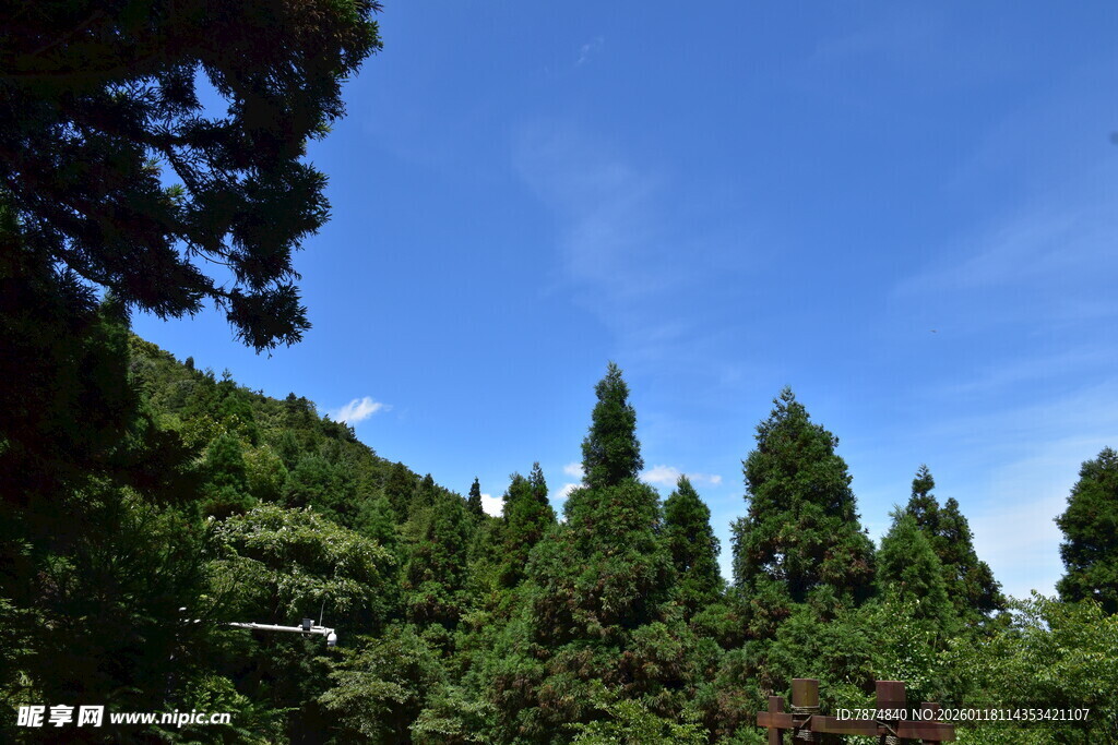 山林蓝天 葱郁树木景致