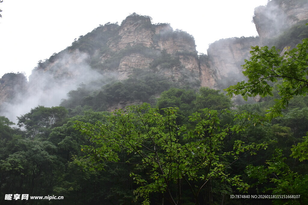 云雾缭绕的山林美景