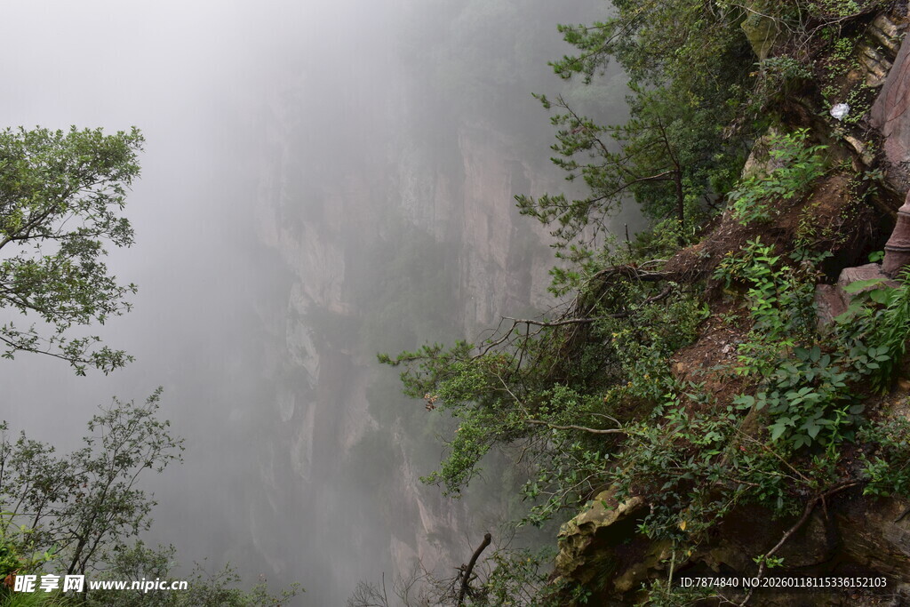 雾中葱郁山林景观