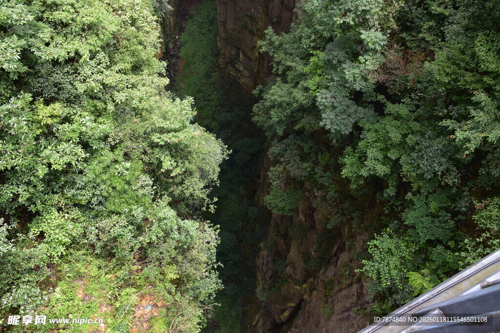 峡谷间繁茂绿植景观