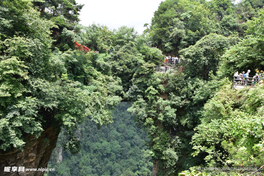丛林间的高空观景栈道