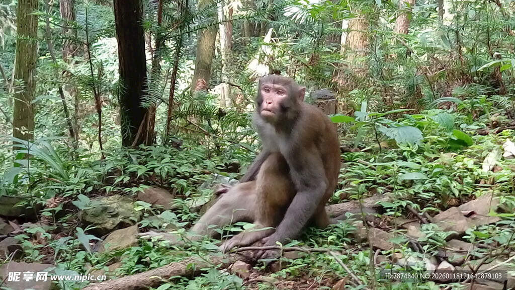 林间独坐的猴子