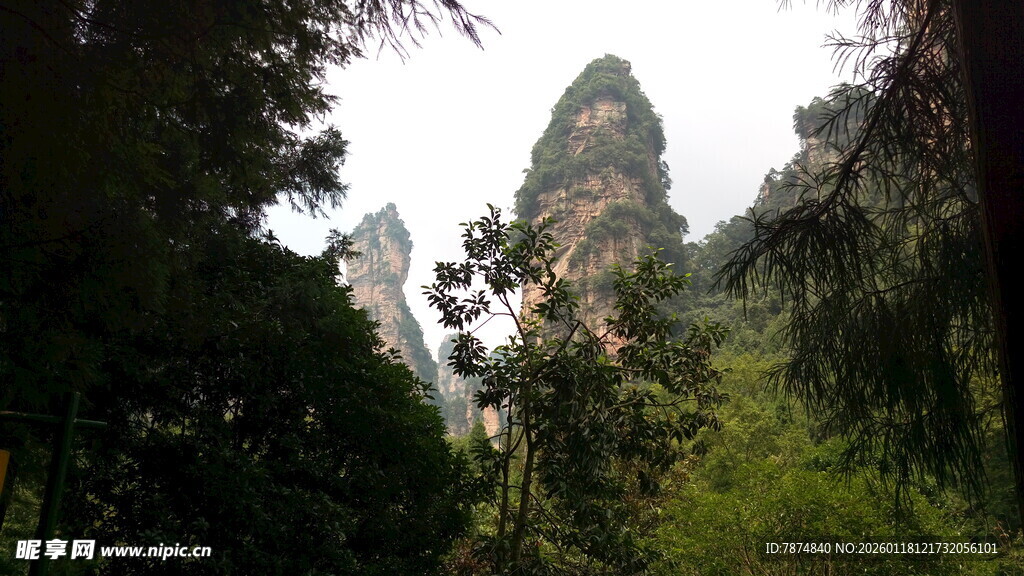 张家界奇峰屹立于山林间