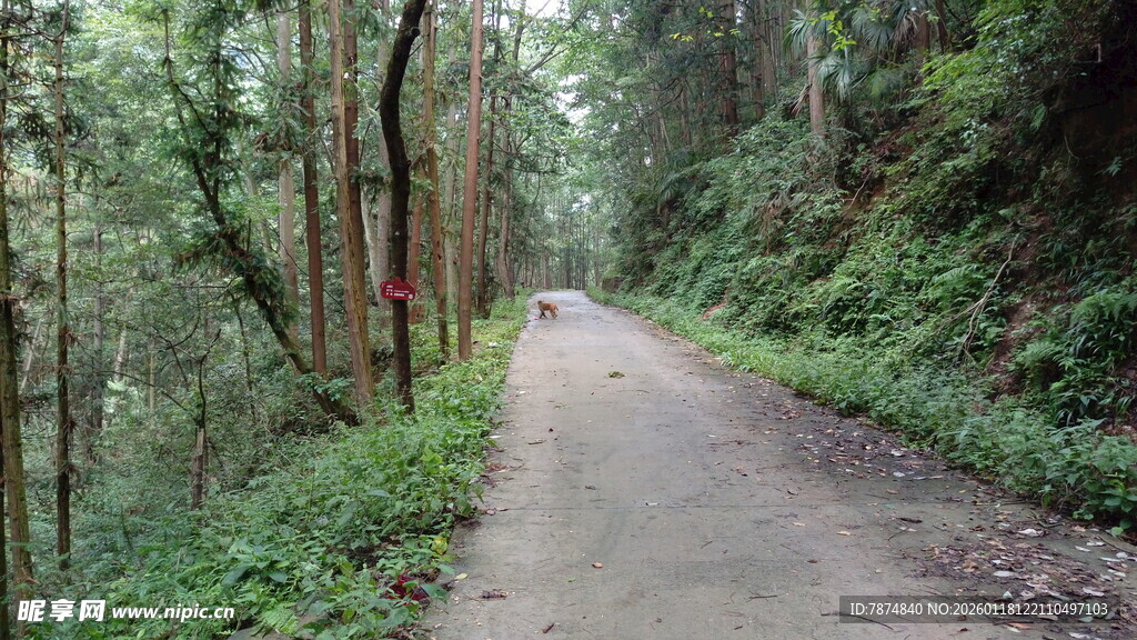林间幽静小路