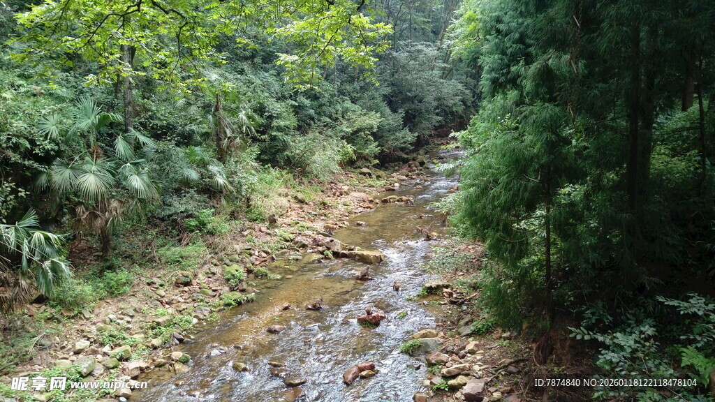 山间小溪穿林而过