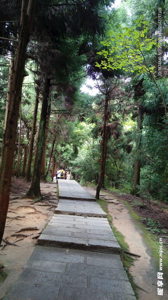 林间幽静步道