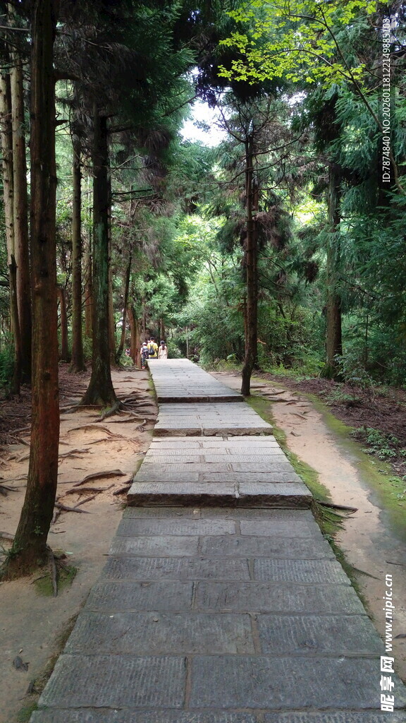 林间幽静步道