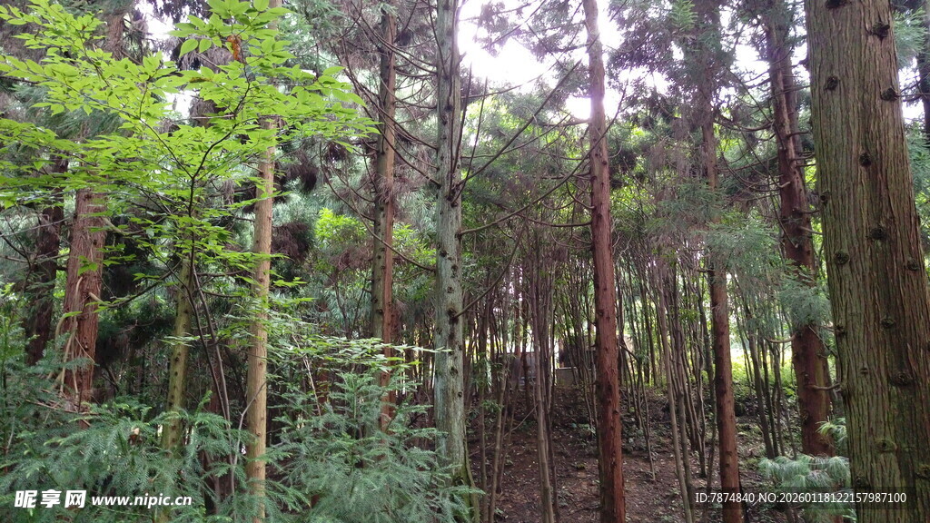 茂密森林中的自然景致
