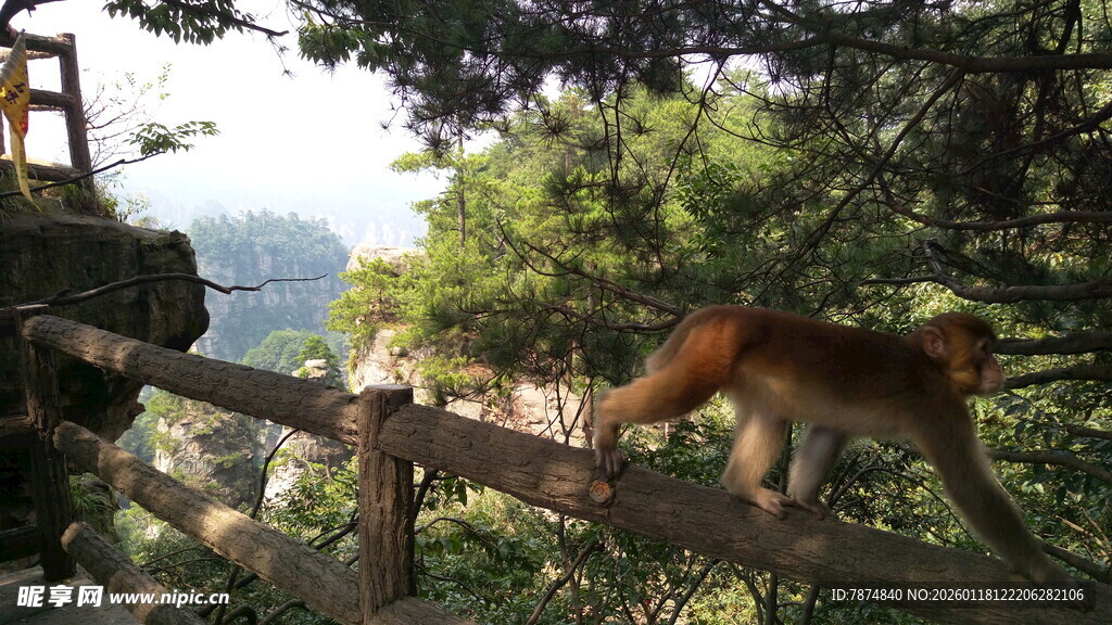 山间木栏上的灵动猴子