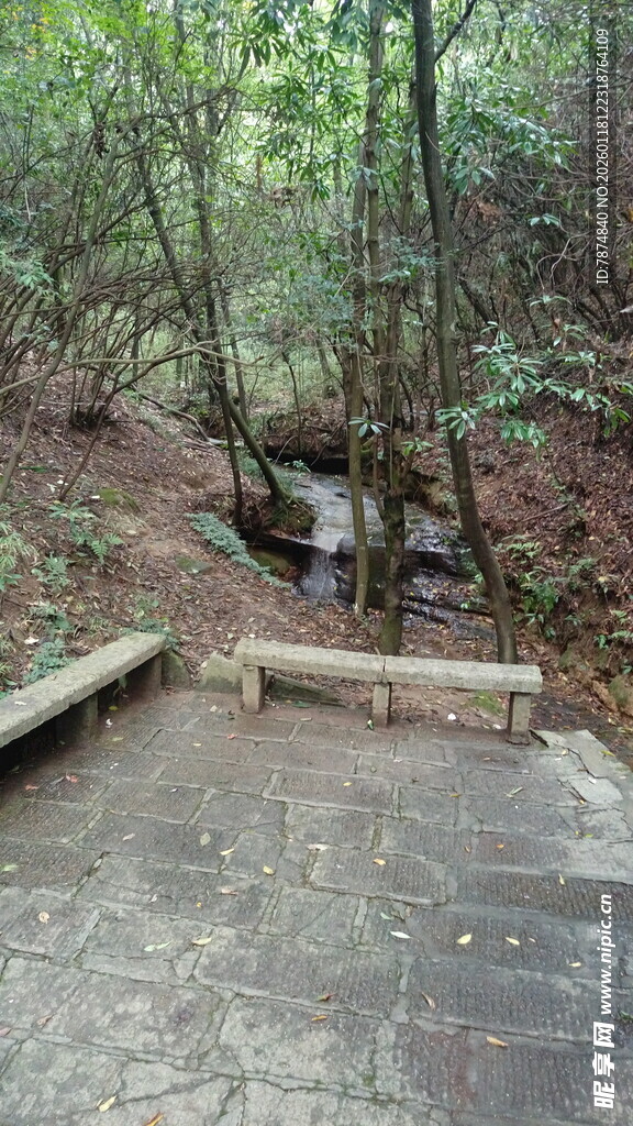 林间石板路 静谧自然景