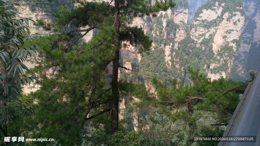 壮丽山间松林景色