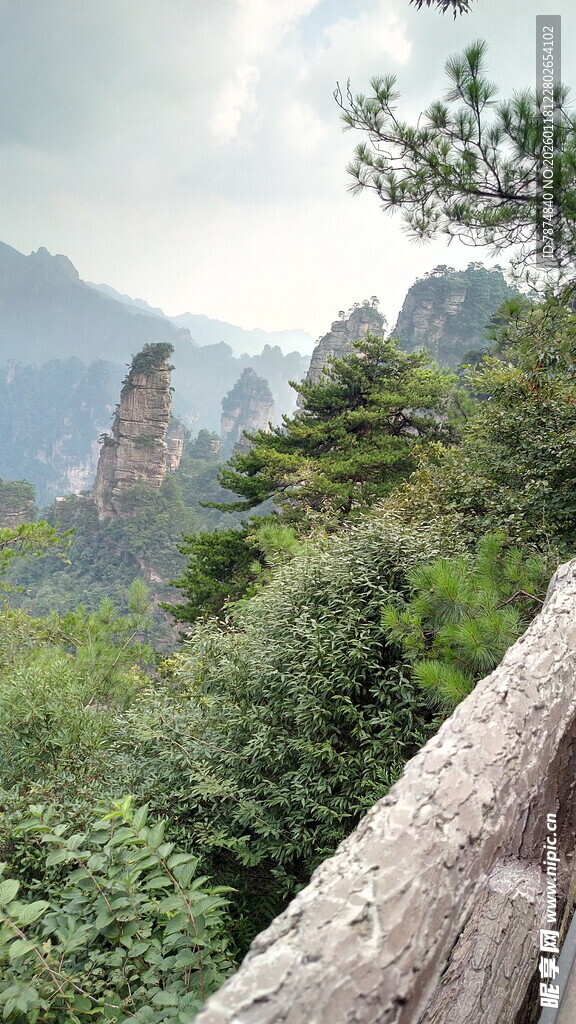 张家界奇峰绿树美景