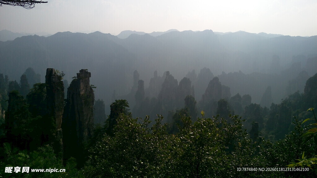 雾中森林景观