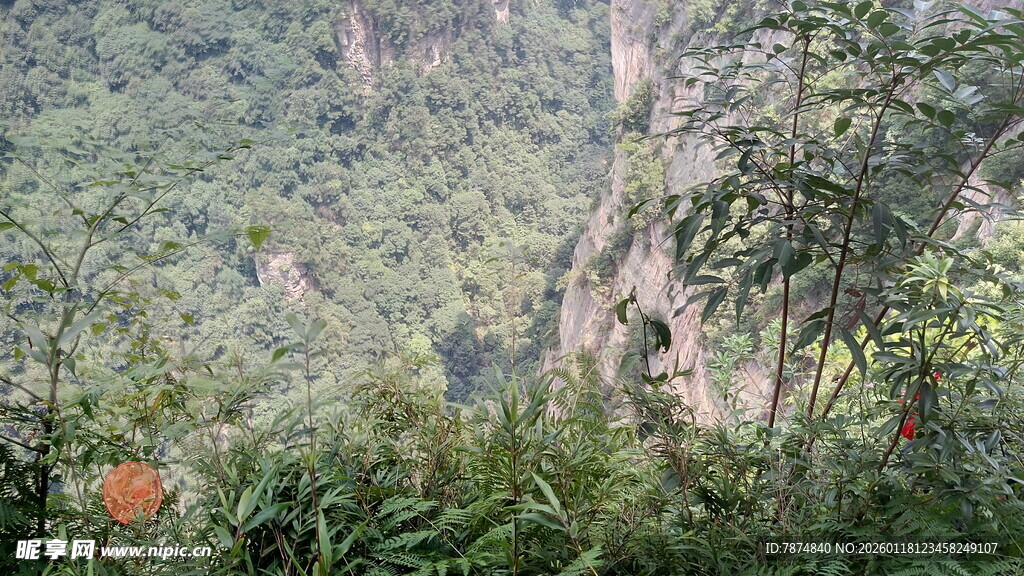山间葱郁植被景观