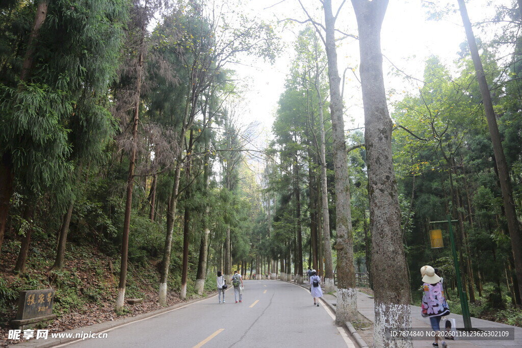 林间漫步道 静谧自然景