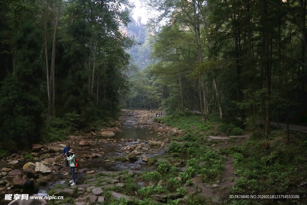 林间溪流 自然静谧之景