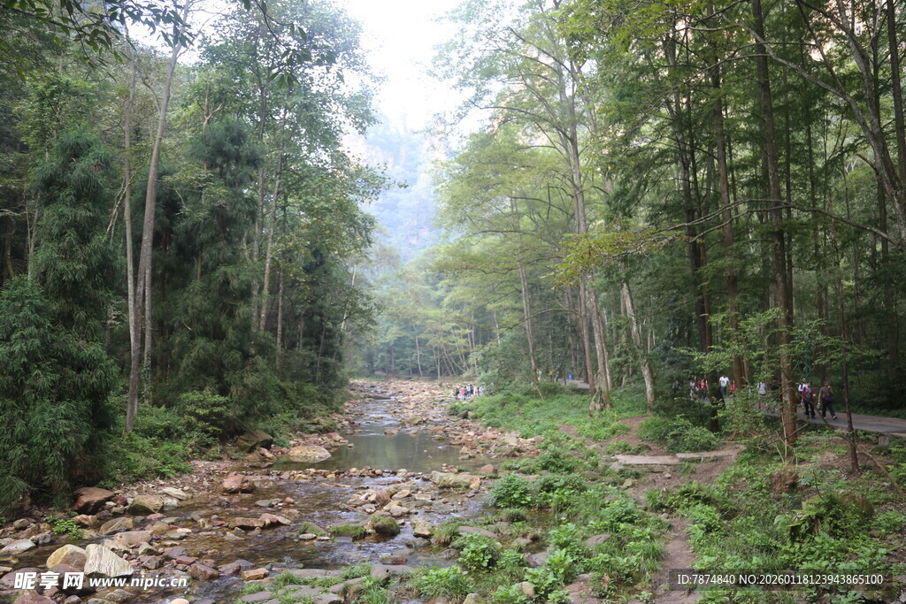 林间溪流 自然静谧之景