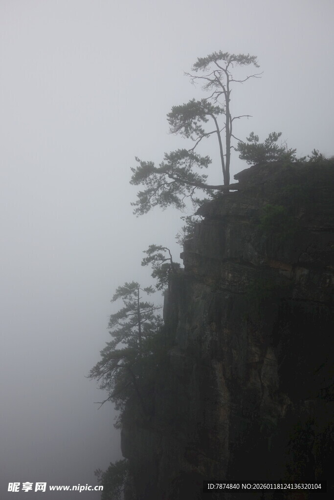 雾中孤松傲立山巅