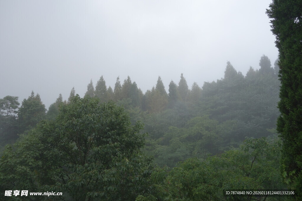 雾中葱郁山林美景