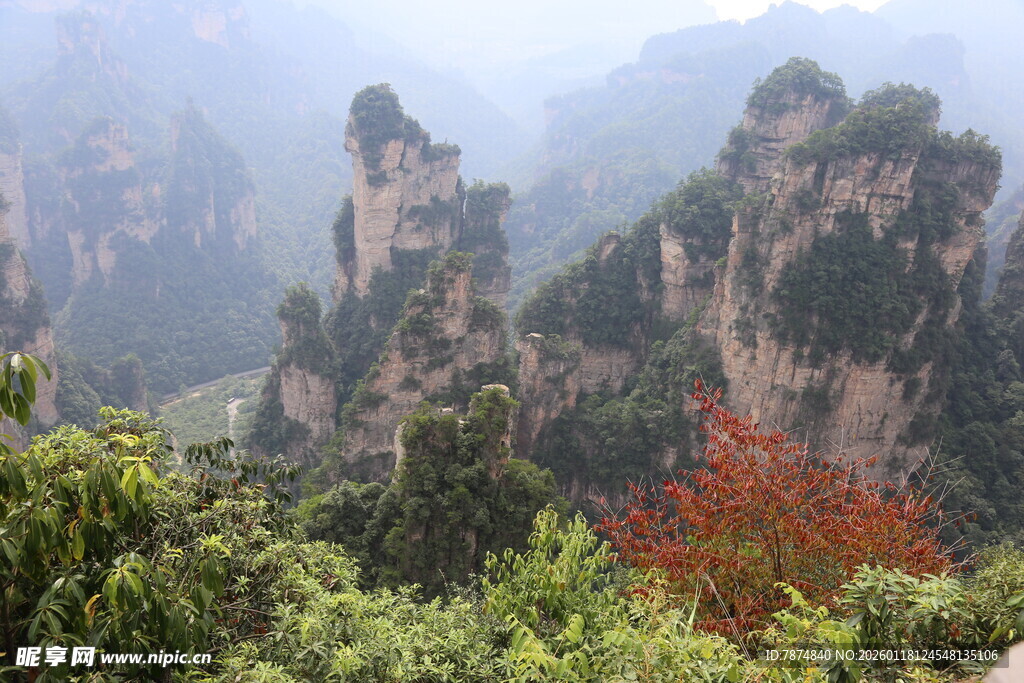 张家界奇峰与艳红植被
