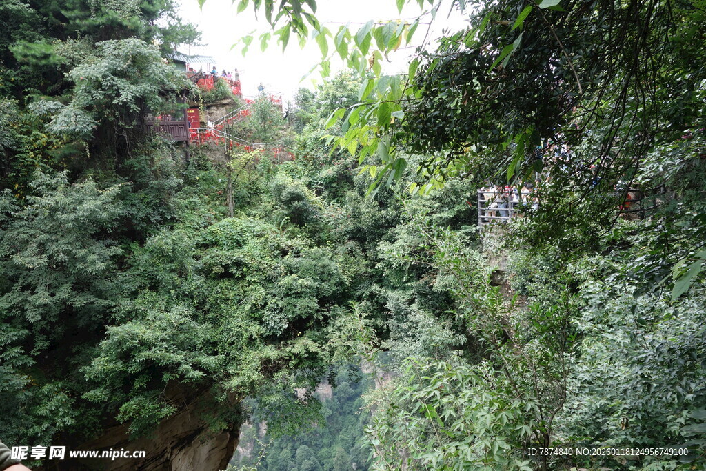郁郁葱葱的山林景观