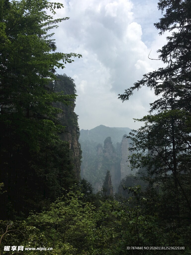云雾缭绕的山林美景