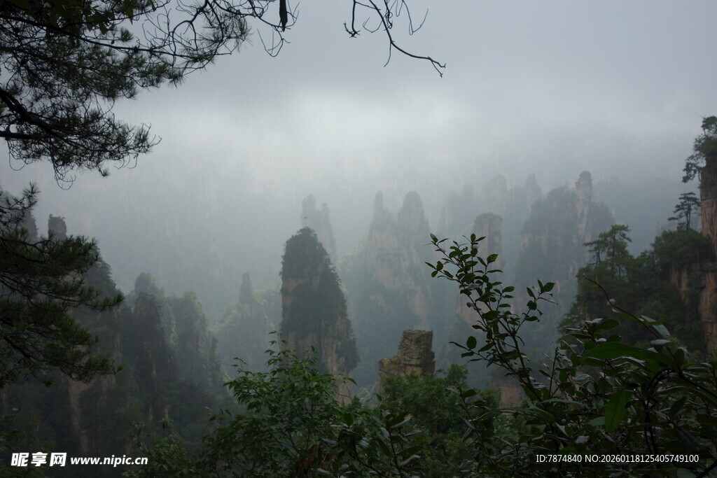 云雾缭绕的壮美山林景观