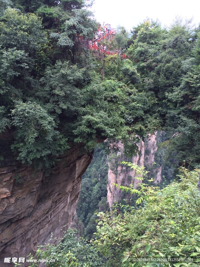 悬崖旁繁茂的绿植景观