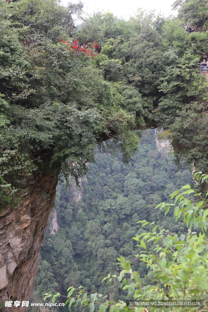悬崖边繁茂绿植景观