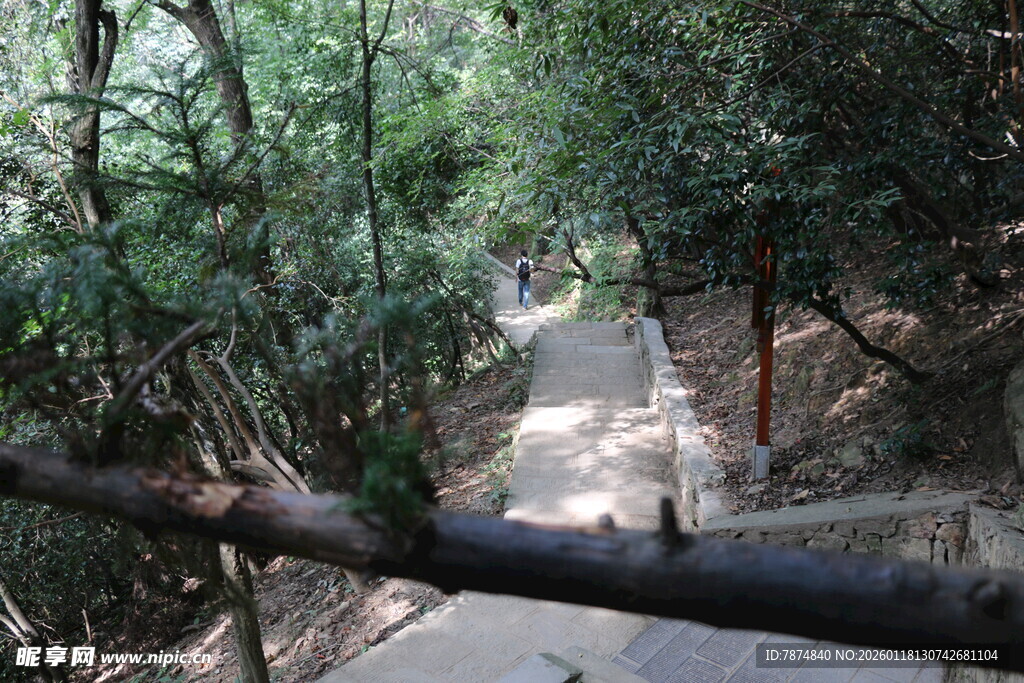 林间小径 静谧自然之景